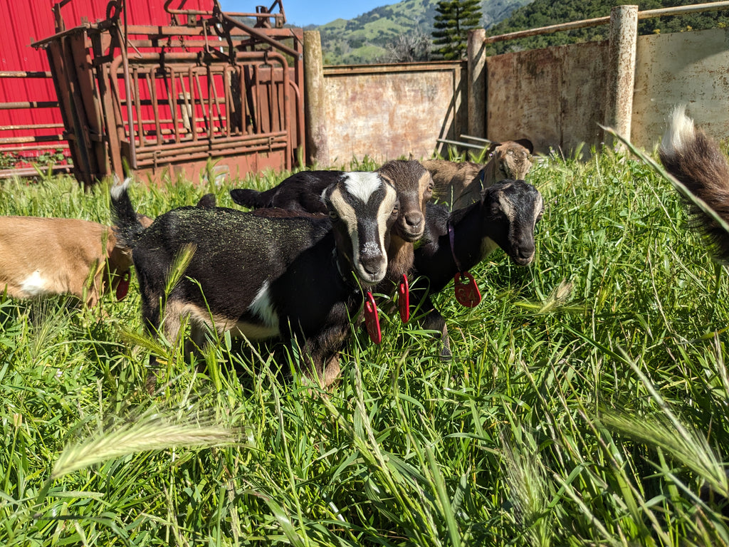 Goats for sale near me local farms breeding unique goat breeds for purchase Goats for sale near me local farms breeding unique goat breeds for purchase