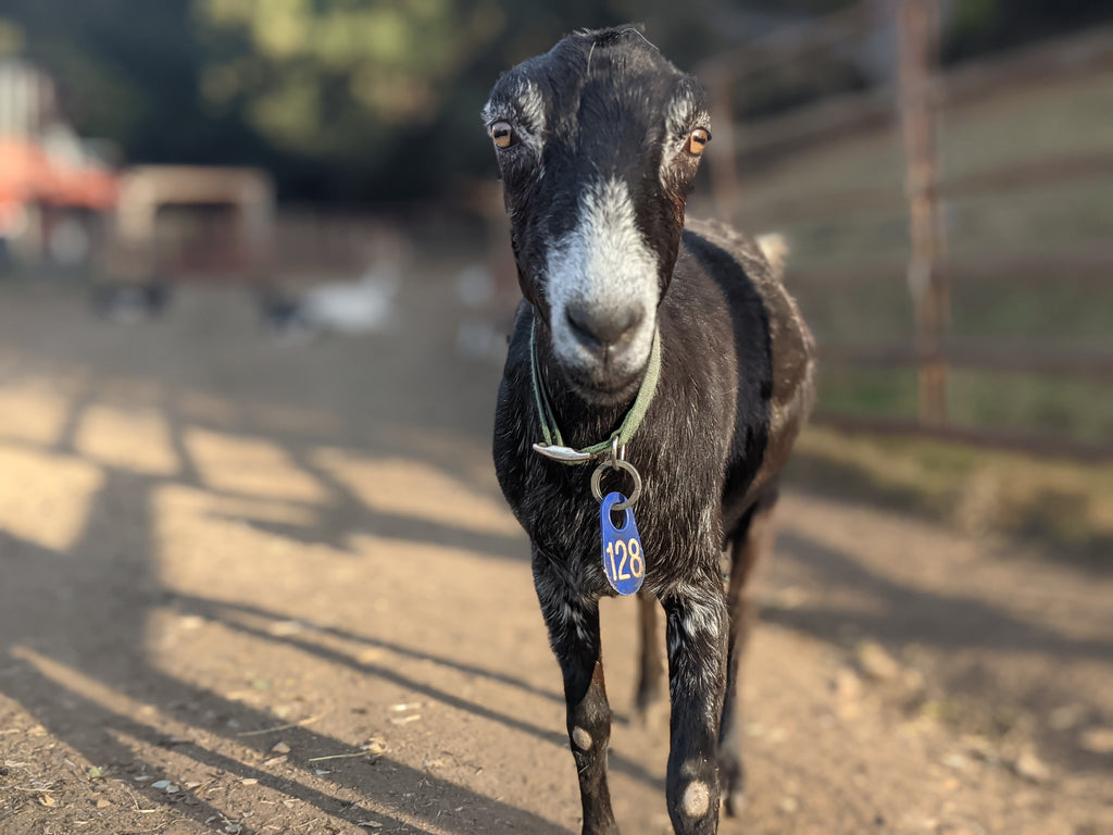Goats for sale near me – Everything you need to know Goats for sale near me – Everything you need to know