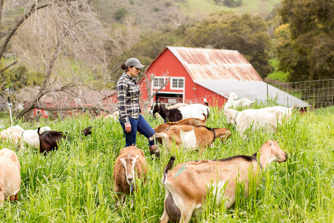 Tours | Stepladder Creamery – Stepladder Ranch & Creamery