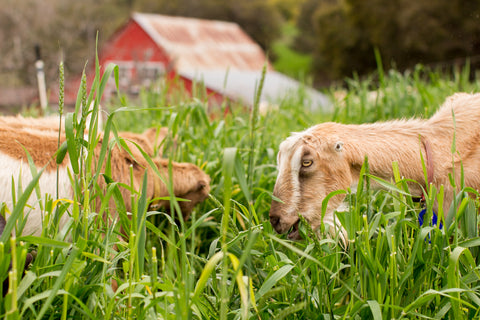 Goats in pasture