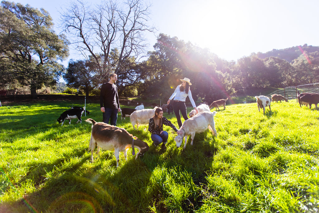 Creamery Tours Stepladder Ranch & Creamery