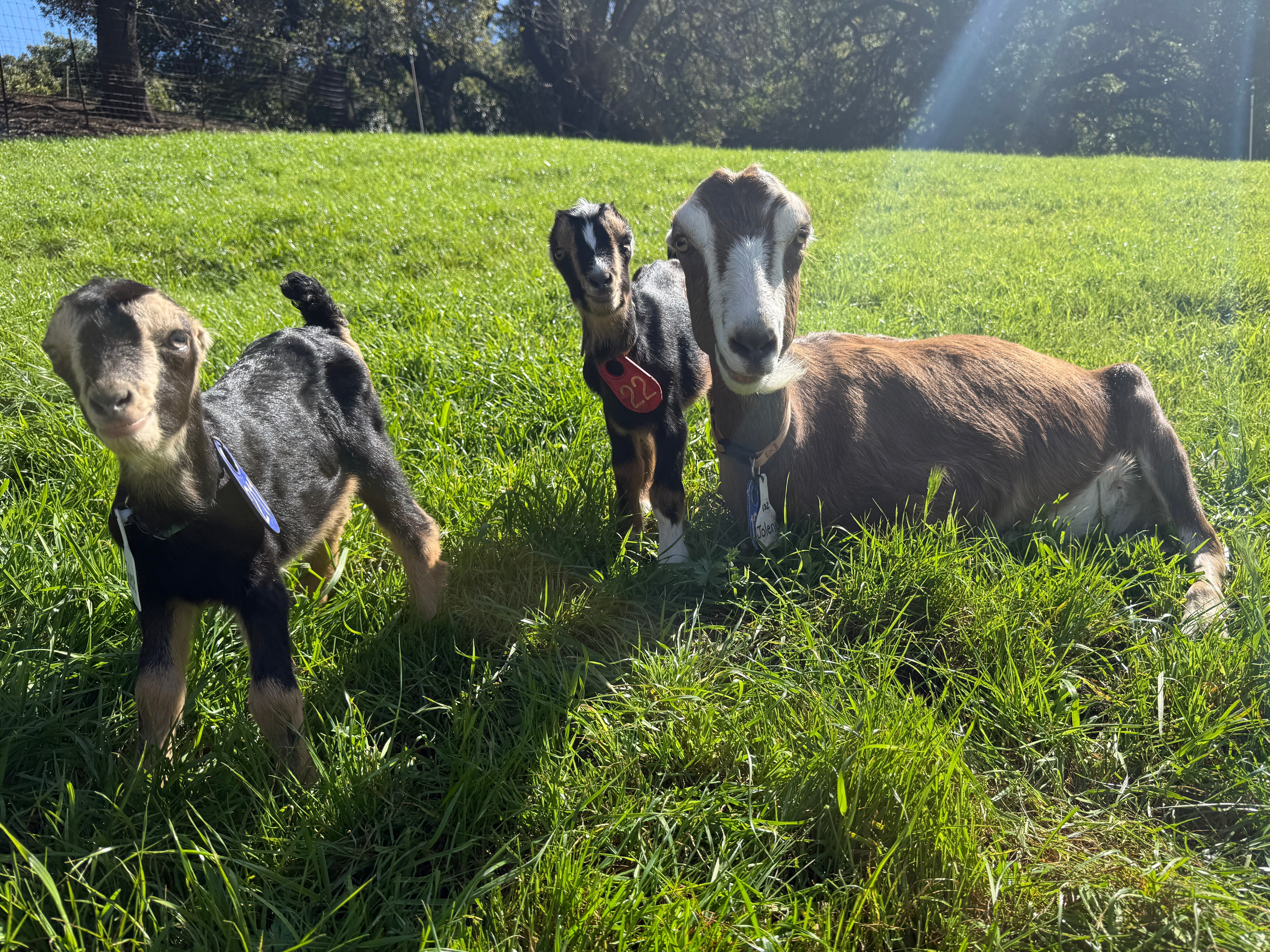 Three goats standing in a grassy field with trees in the background