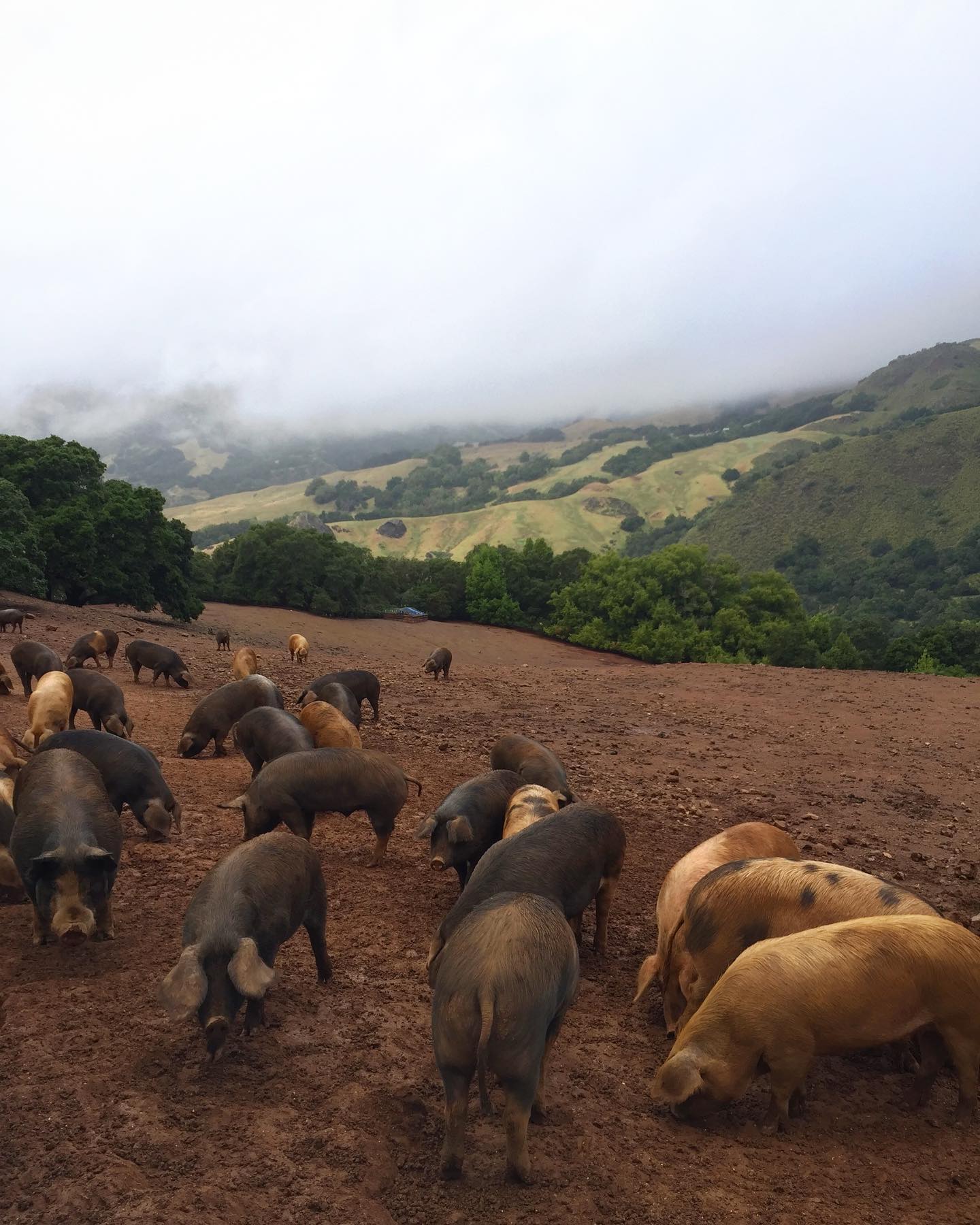 Pigs grazing in a field with a scenic background of hills and trees.