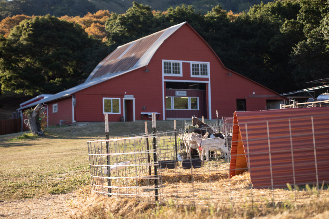 Our Farm Stepladder Ranch & Creamery