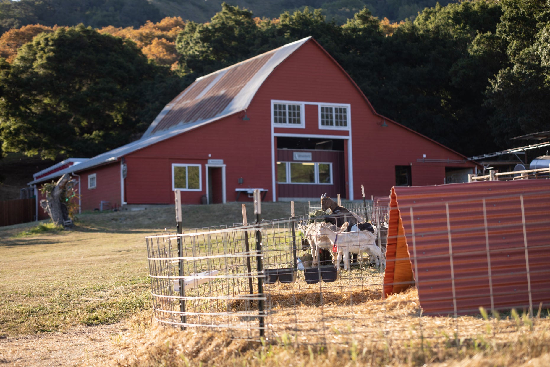 Our Farm Stepladder Ranch & Creamery