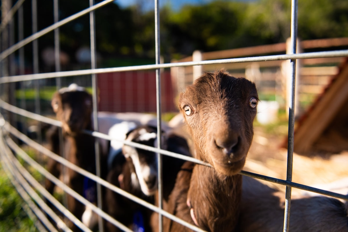 Closeup of LaMancha baby goats behind a fence
