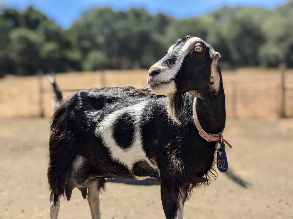 Lucky Brand Ameena Flats Black 7.5 - Dutch Goat