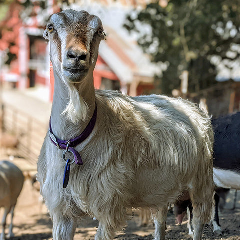 Amaranth the goat