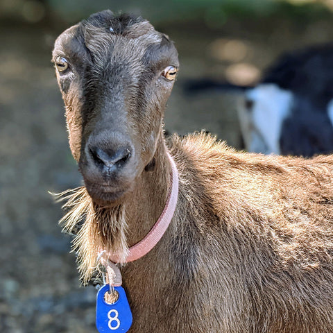 Dahlia the goat